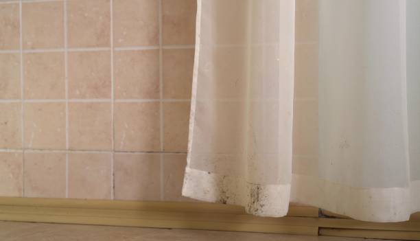 Best Attic Mold Removal  in Brecksville, OH