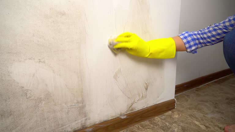 Reliable Brecksville, OH Mold Removal Solutions